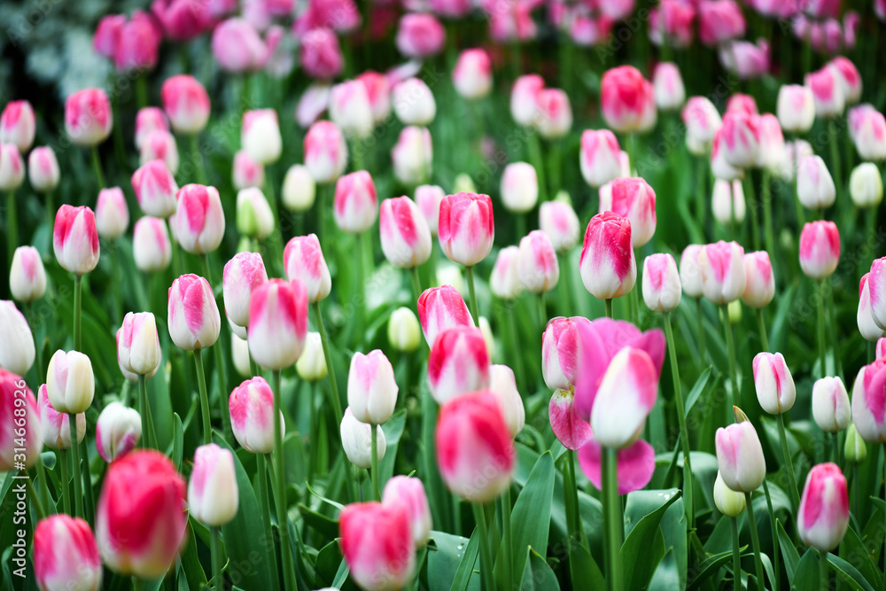 White and pink tulip plant flowers in beautiful garden. Many tulips in spring time.