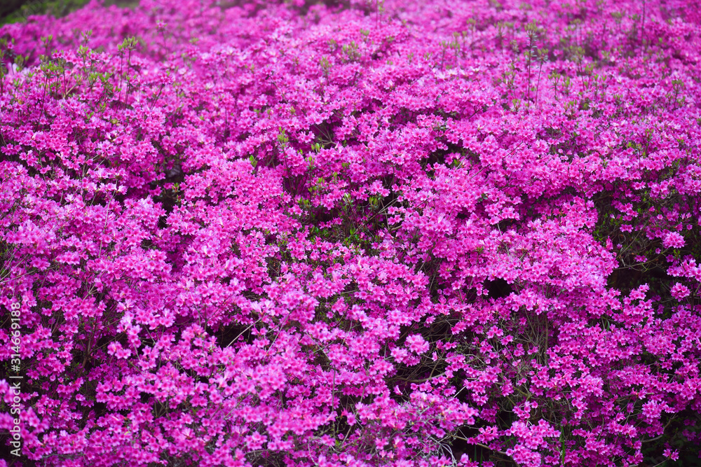Violet flowers background in beautiful blossom garden. Top view photo.