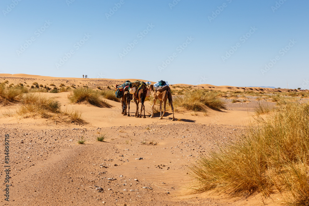 Sahara Desert, Camel Caravan in the Sand Dunes, Morocco Sahara Desert, Camel Caravan in the Sand Dunes, Morocco