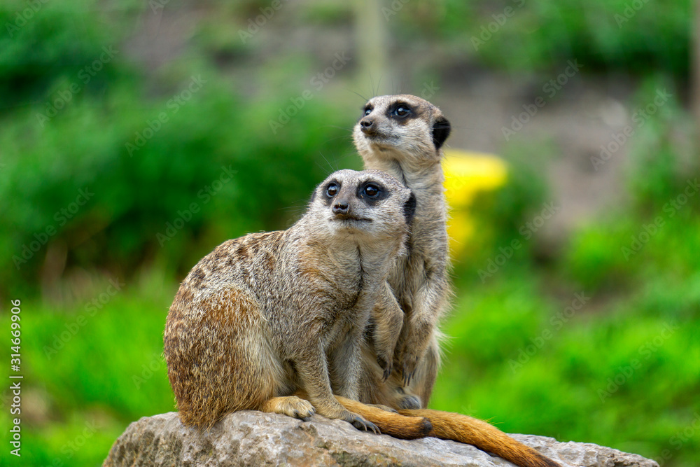 Meerkats