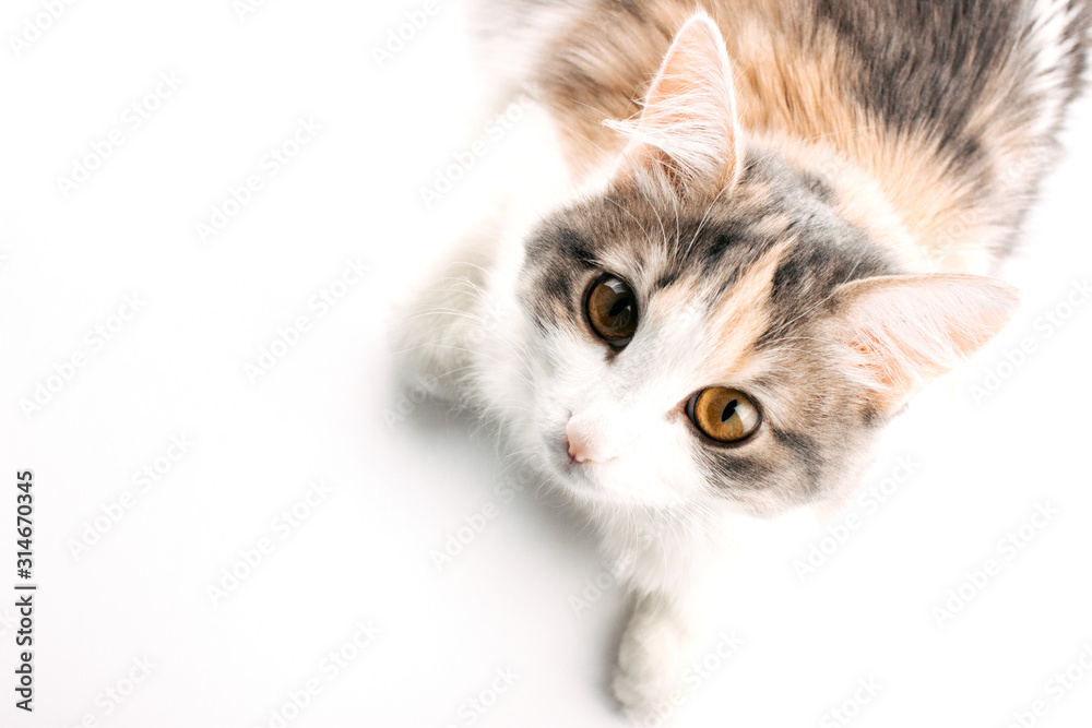White ginger gray cat lying on white table and looking up. Cat