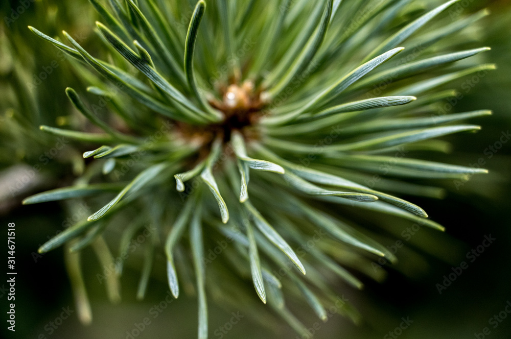 pine branch with cones pine branch with cones