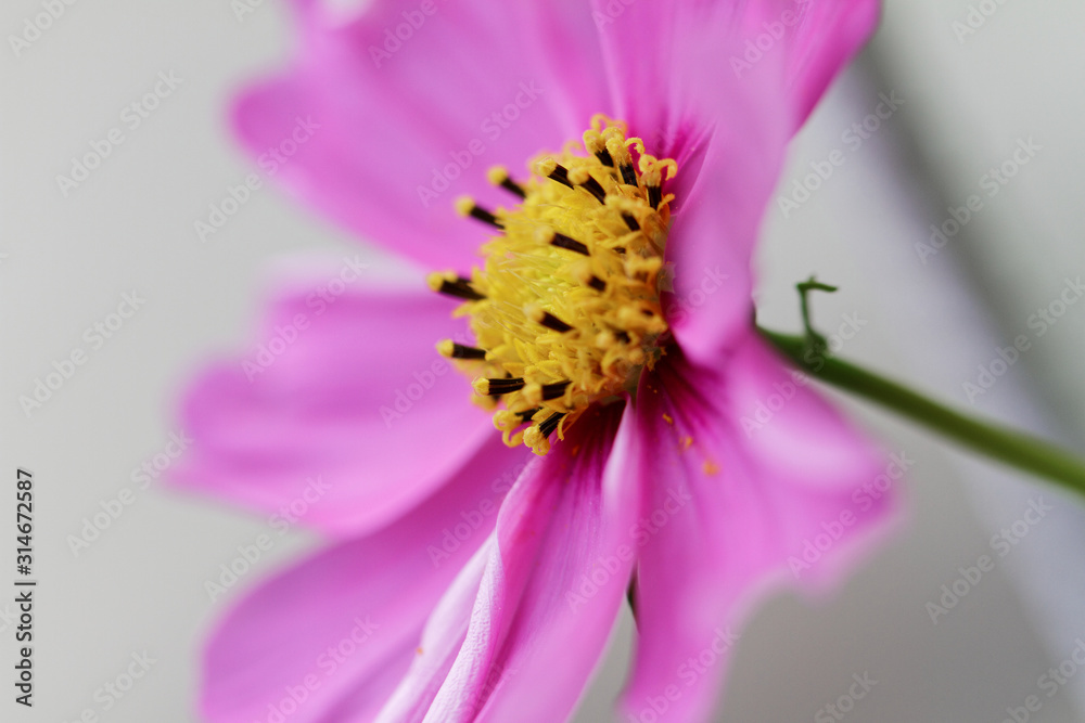 Cosmos bipinnatus - Cosmos flower Cosmos bipinnatus - Cosmos flower