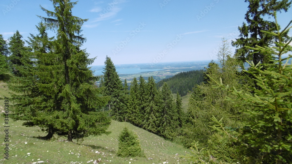 Fototapeta premium Kiefern