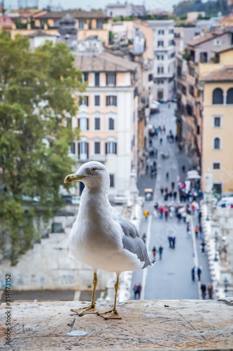 A Seagull sits on a stone column against a blurred view of Rome from the Castle of St. Angelo. Selective focus. Rome, Italy