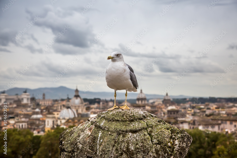 A Seagull sits on a stone column against a blurred view of Rome from the Castle of St. Angelo. Selective focus. Rome, Italy A Seagull sits on a stone column against a blurred view of Rome from the Castle of St. Angelo. Selective focus. Rome, Italy