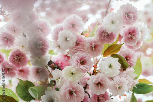 Beautiful pink flowering cherry (Prunus Shirofugen) against white background photo