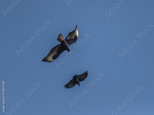 A magnificentBlack Eagle is chacing a Fan-tailed Raven. Lake Baringo, Kenta.