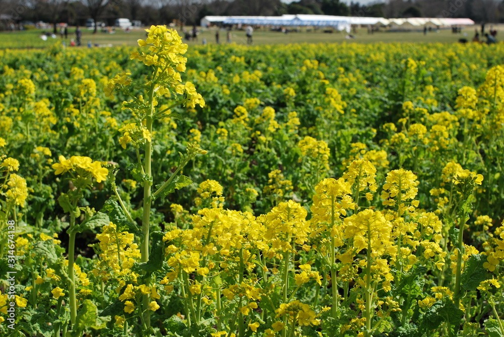 Obraz premium 東京都立川の国営昭和記念公園の菜の花畑の風景