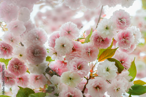 Beautiful pink flowering cherry (Prunus Shirofugen) against white background photo