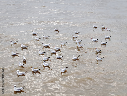 Flock of Seagulls Floating on Sea Water