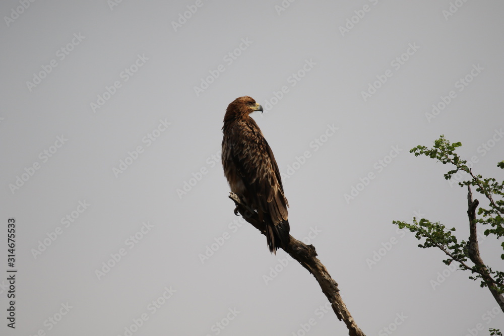 Tawny Eagle