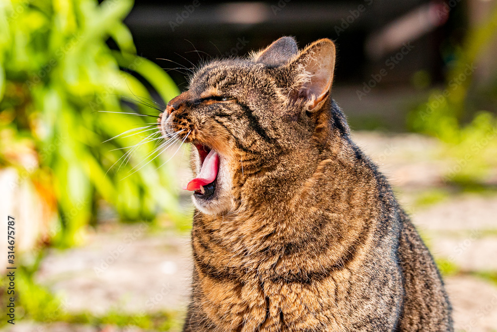 Cat yawning/meowing on a summers day