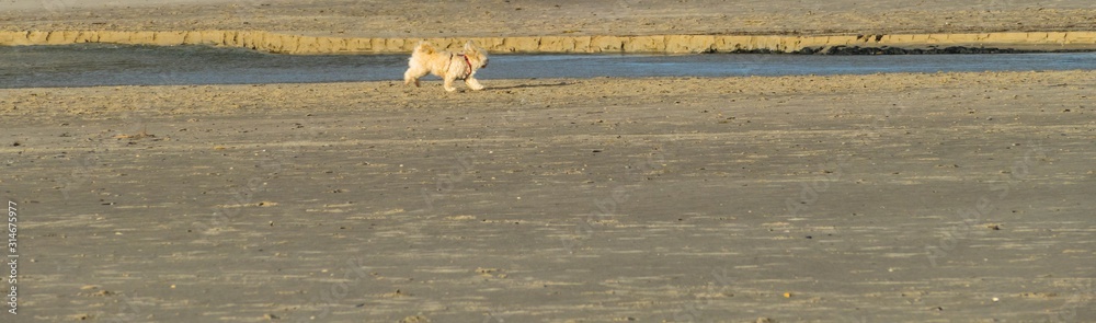 Panorama Fröhlicher Hund am Strand Stock Photo | Adobe Stock