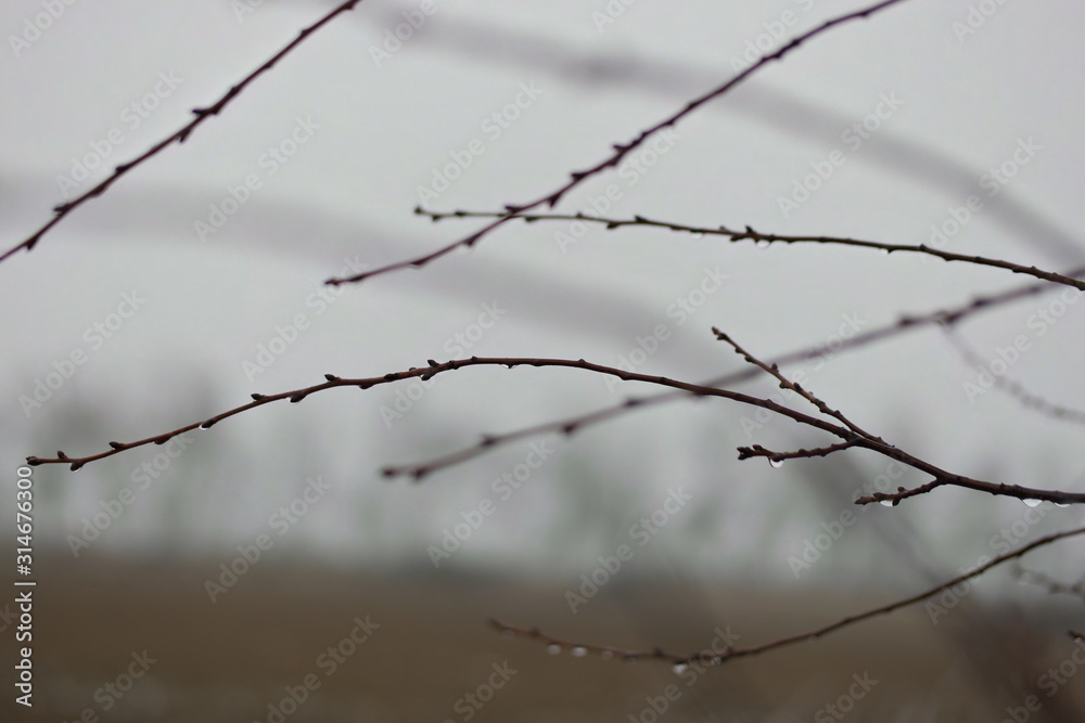 raindrops on branches in winter