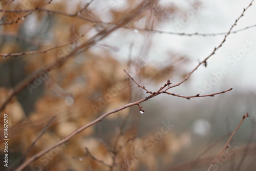 raindrops on branches in winter