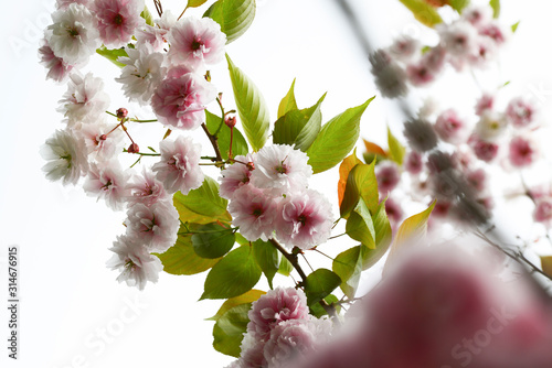 Beautiful pink flowering cherry (Prunus Shirofugen) against white background photo