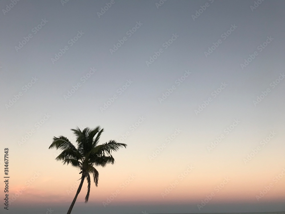 silhouette of palm tree at sunset
