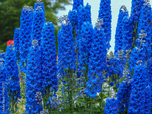 Carta da parati Tall blue flower spikes of Delphinium Faust in a summer garden