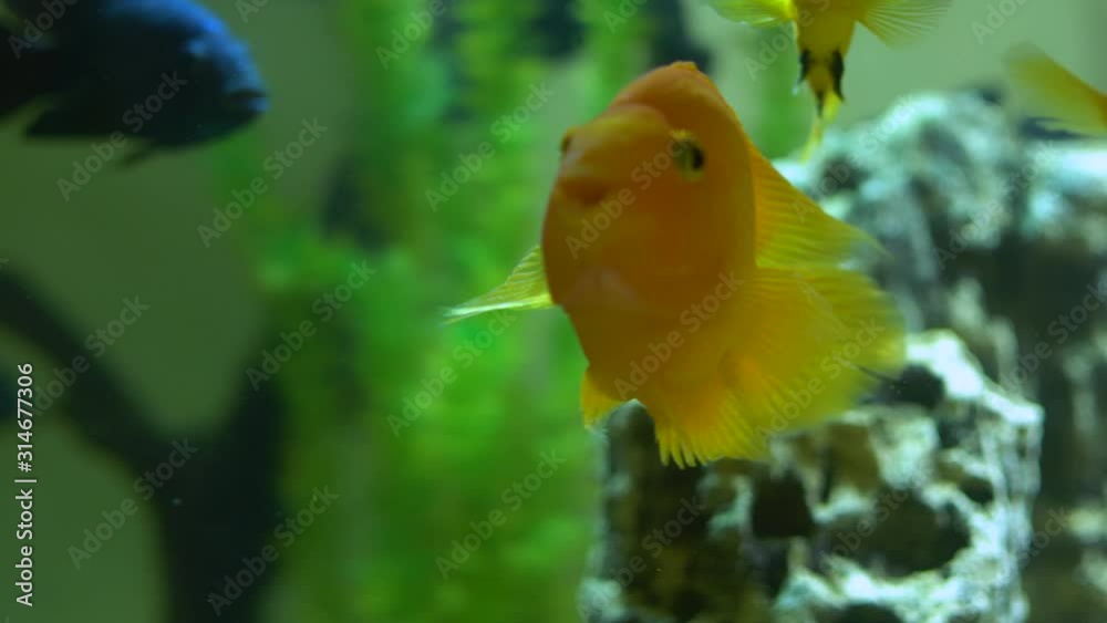 Close-up of goldfish with black fish swimming in the water Close-up of goldfish with black fish swimming in the water