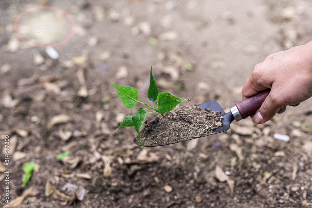 Photos of a spoon handle to dig the soil with a small green tree. Photos of a spoon handle to dig the soil with a small green tree.