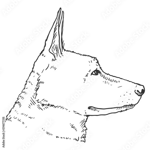 Sketch German Shepherd Dog Face Vector Illustration.