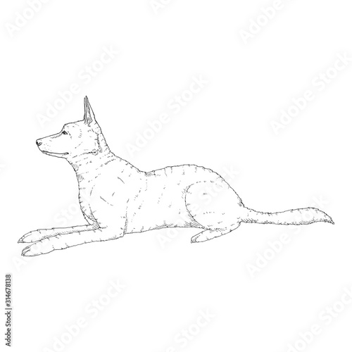 Vector Sketch Lying German Shepherd Dog