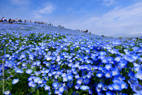 Fototapeta Naklejka Na Ścianę i Meble -  見晴らしの丘、満開のネモフィラ。国営ひたち海浜公園。ひたちなか、茨城、日本。４月下旬。