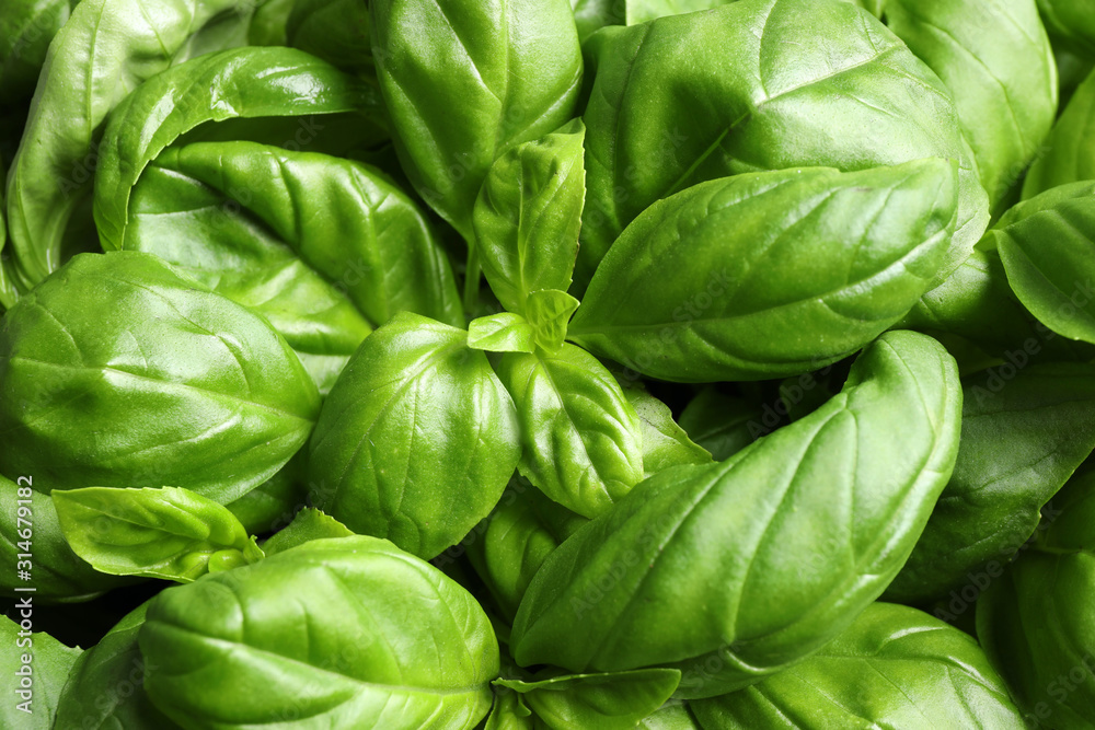 Fresh basil leaves as background, top view Fresh basil leaves as background, top view
