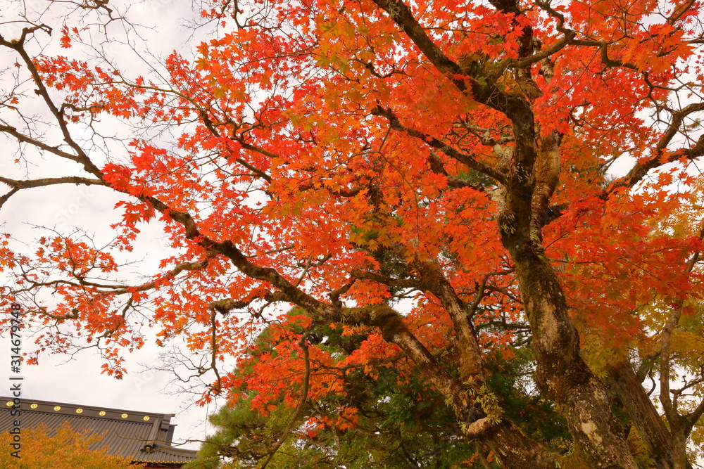 紅葉 紅葉