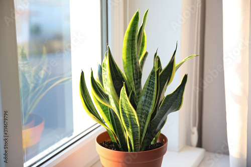 Potted Sansevieria plant near window at home photo