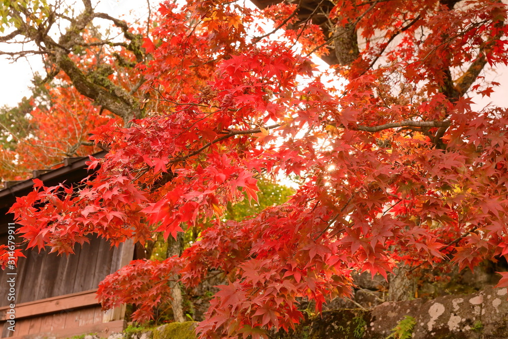 紅葉 紅葉