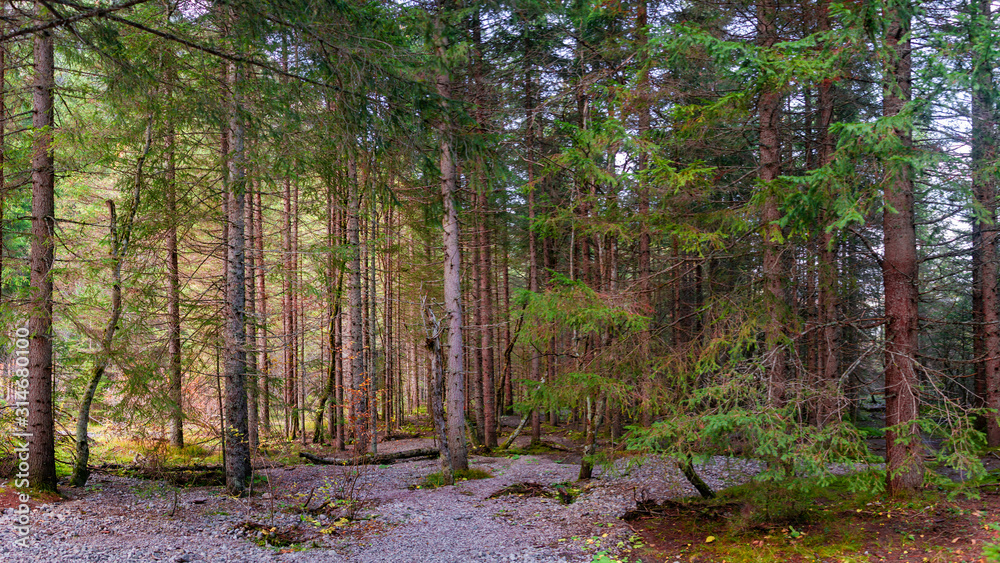 Obraz premium Magical forest in Dolomites at Autumn, South Tyrol, Italy