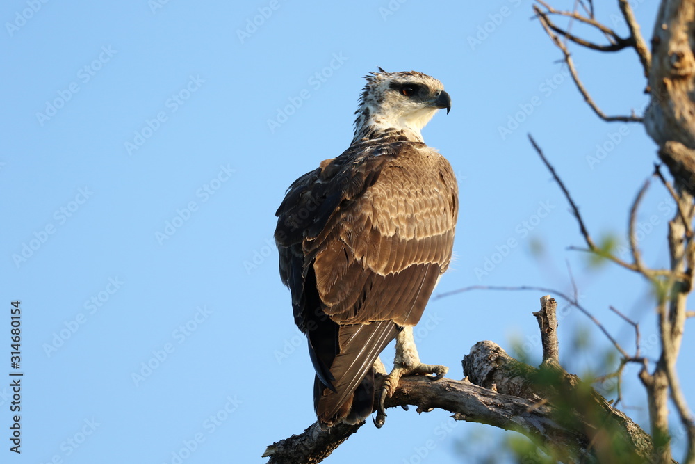 Martial Eagle Kruger National Park Africa Martial Eagle Kruger National Park Africa