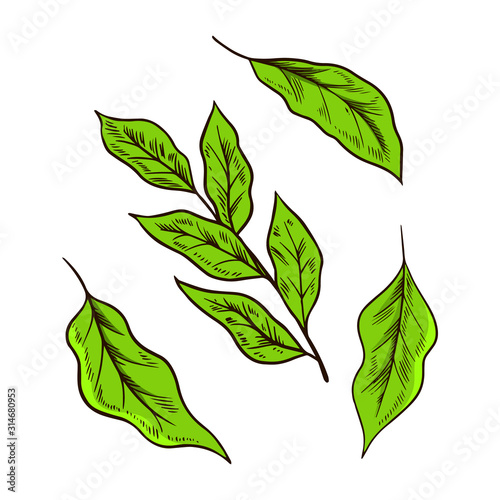 Matcha green tea Leaves or Plant. Organic Japanese ceremony. Healthy coconut milk latte. Engraved hand drawn Vintage sketch for poster.