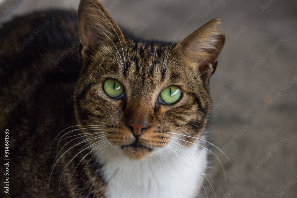 Portrait of dark brown coloured stray cat with green eyes in rainy day.