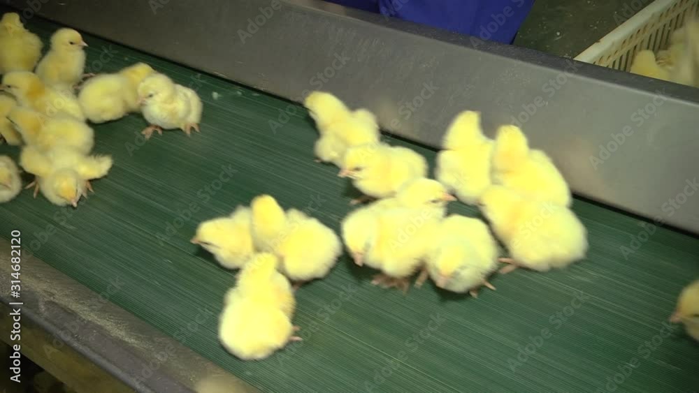 Belt conveyor for counting and sorting chicks. Conveyor line of agro