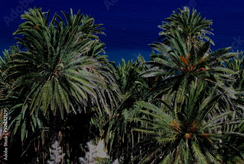 Almost a forest of Canary palm trees next to the sea