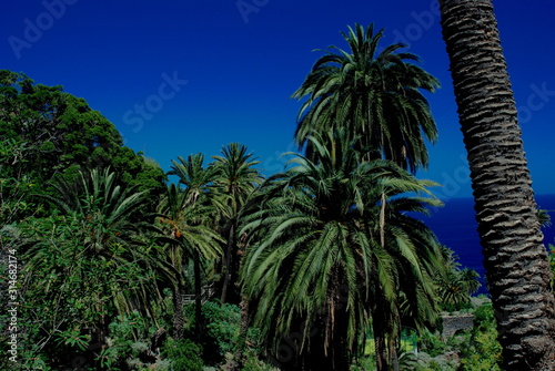 Almost a forest of Canary palm trees next to the sea