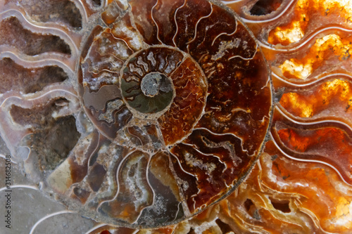 Detail of a fossilized ammonite from the Sahara desert in Morocco.Detail of a fossilized ammonite from the Sahara desert in Morocco.D. photo