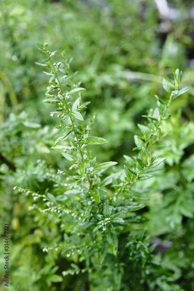 Artemisia vulgaris or Sundamala shot with natural light. Artemisia vulgaris or Sundamala shot with natural light.