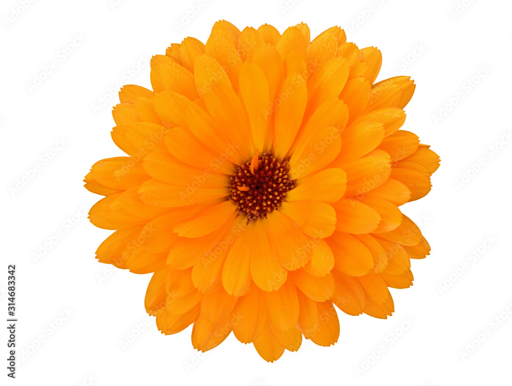 Isolated orange marigold flower on a white background Isolated orange marigold flower on a white background