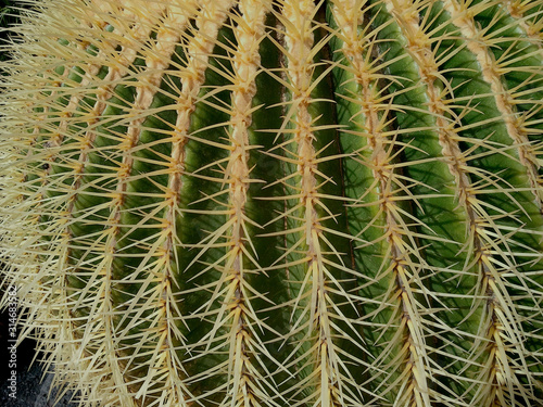 Echinocactus grusonii, commonly known as Mother-in-Law's Seat shows a symmetrical shape with strong and hard spines