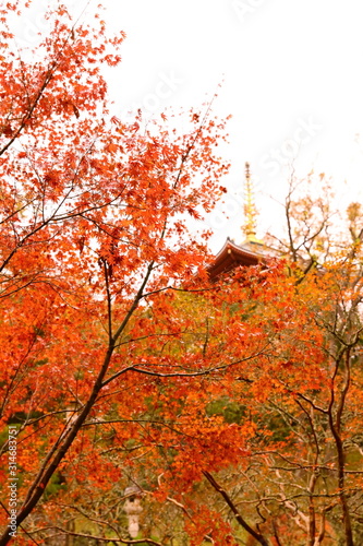 紅葉と寺院の屋根