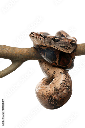 Brown boa constrictor on tree branch against white background