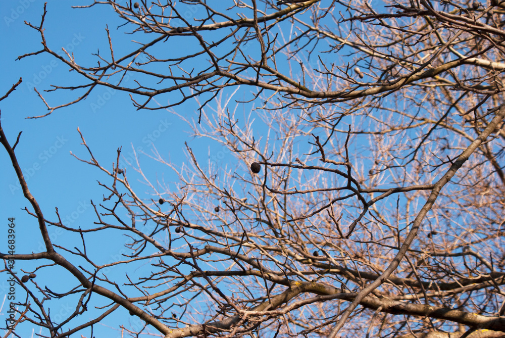 branches of a tree against blue sky branches of a tree against blue sky