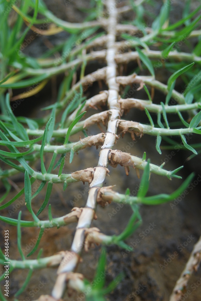 Naklejka premium Kikuyo plants showing how they branch