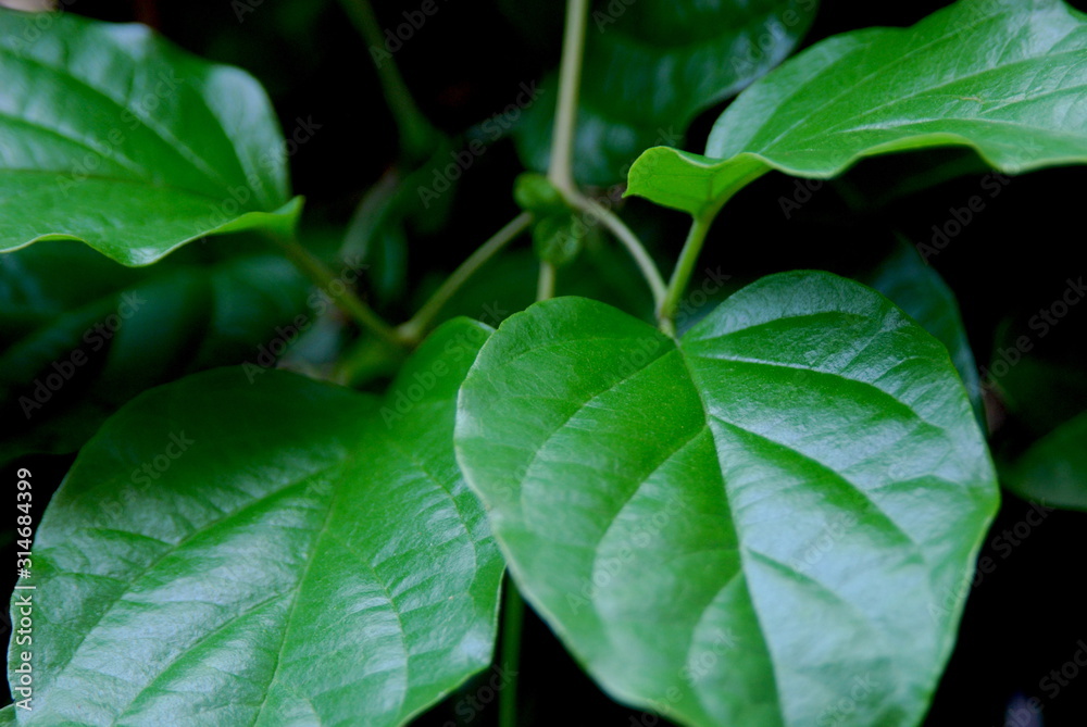 Obraz premium Green leaves of different tonnes and sizes