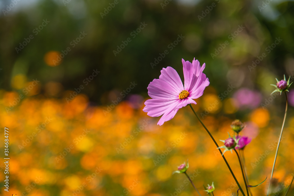 cosmos flowers in cosmos field at Khao Kho, Phetchabun Province, Thailand cosmos flowers in cosmos field at Khao Kho, Phetchabun Province, Thailand