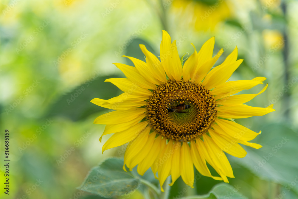 A sunflower with a bee sucking the nectar of the sunflower. A sunflower with a bee sucking the nectar of the sunflower.